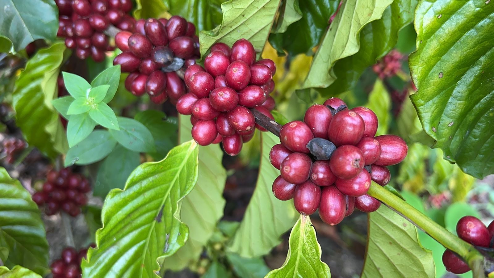 Aleac incentiva cultivo do café e presidente Gonzaga vê no agronegócio principal fonte para desenvolvimento do Acre
